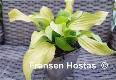 Hosta Golden Locks